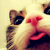:iconmella-m91: