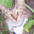 :iconmelliechick: