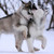 :iconmelliewen: