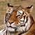 :iconmellis-lion: