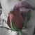 :iconmellowz: