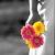 :iconMellyS011: