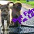 :iconmelmelwolf: