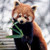 :iconmelmemoo: