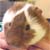:iconmelmire81: