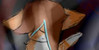:iconmelody-wolf-fanclub: