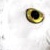 :iconmelody92: