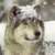 :iconmelodywolfart: