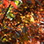 :iconmelofarcephotography: