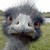 :iconmeloncracker: