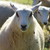 :iconmelovesheep: