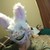 :iconmelticzebra: