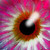 :iconmelting-phoenix-4: