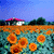 :iconmelvinkobe-stock: