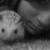 :iconmelymac: