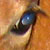 :iconmelyn: