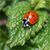 :iconmemory-painter: