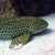 :iconmemorybookd: