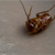 :iconmemoryho1e:
