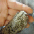 :iconmencybuendicho: