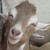 :iconmenkeyshow: