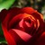 :iconmentalpatient612a-x1: