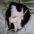 :iconmeow-nya: