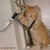 :iconmeowcenarie:
