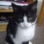 :iconmeowgoescharlie:
