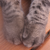 :iconmeowiskers: