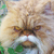 :iconmeowmeowmeoww: