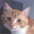 :iconmeowtuna: