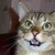 :iconmeowycat: