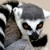 :iconmephistophelesia: