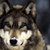 :iconmercinae: