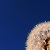 :iconmercuriale: