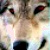 :iconmercury-sama: