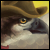 :iconmercurybird: