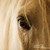 :iconmerelpaarden08: