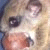 :iconmeriel: