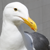 :iconmerileekitty: