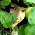 :iconMerimaid: