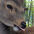 :iconmerlac: