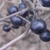 :iconmesalliance: