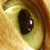 :iconmeshathecat: