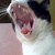 :iconmetalbeak: