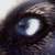 :iconmetalfoil: