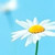 :iconmetallicdaisy: