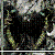 :iconmetamorphoseprimate: