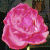 :iconmetamorphosis09: